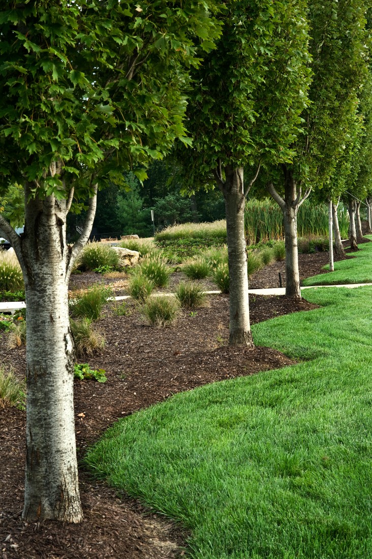 Commercial Tree Service Oxnard CA | Garcia's Landscaping & Maintenance - trees