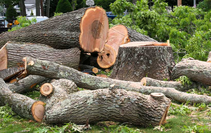 Tree Removal Services in Oxnard | Garcia's Landscaping & Maintenance - GL-Tree3