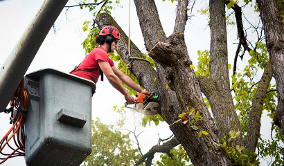 Tree Trimming Services in Oxnard | Garcia's Landscaping & Maintenance - GL-Tree7