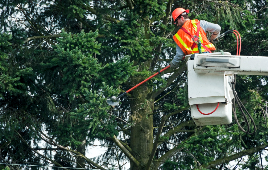 Top-Rated Commercial Tree Service Bardsdale CA  - cutting